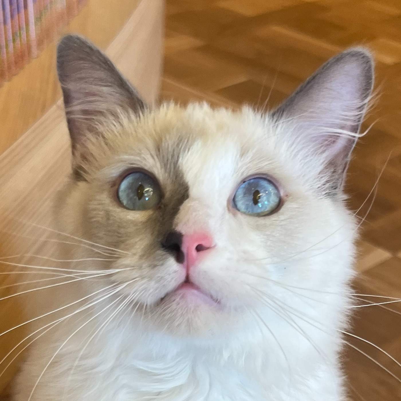 吉
